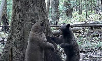 Playful video: Camera captures bear cub playtime on B.C. property
