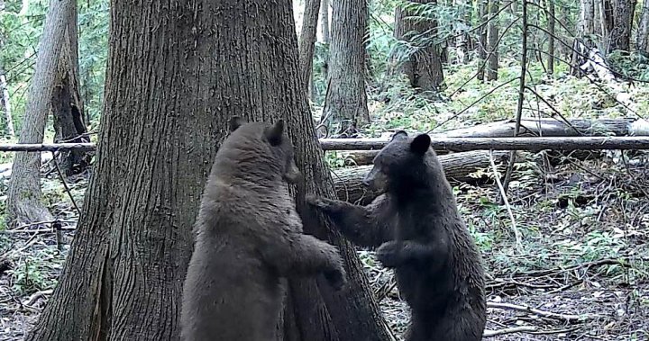Playful video: Camera captures bear cub playtime on B.C. property