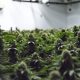 Prairie cannabis stores looking for Cannabis Act review to enable greater competitiveness with illicit market