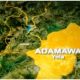 Adamawa confirms 11 cholera cases