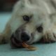 Cloned Arctic wolf named Maya could help preserve endangered animals
