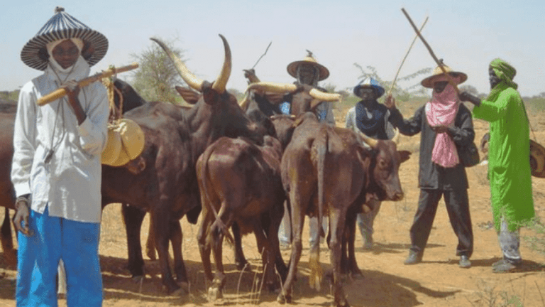 Miyetti Allah Sends Strong Message To Soludo Over Cattle Ban In Anambra