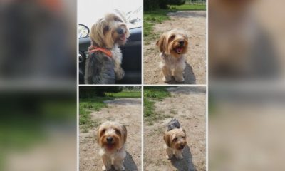 Torontonians searching for dog they say was stolen on recent trip to Montreal - Montreal