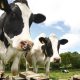Milk mystery: As prices soar, dairy farmers plead poverty