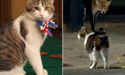 Chief mouser Larry the Cat goes paw-to-paw with a fox outside U.K. PM’s office - National