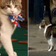 Chief mouser Larry the Cat goes paw-to-paw with a fox outside U.K. PM’s office - National