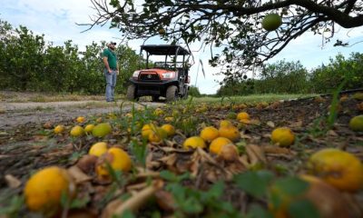 Florida’s agriculture, citrus feeling the struggle after Hurricane Ian - National