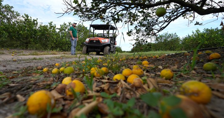 Florida’s agriculture, citrus feeling the struggle after Hurricane Ian - National