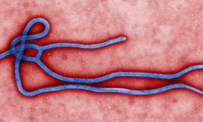 Ebola virus mutation fuelling new strain, epidemiologist says
