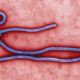 Ebola virus mutation fuelling new strain, epidemiologist says