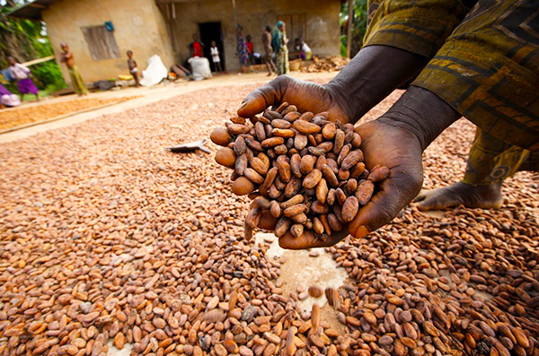 Nigeria-Cocoa
