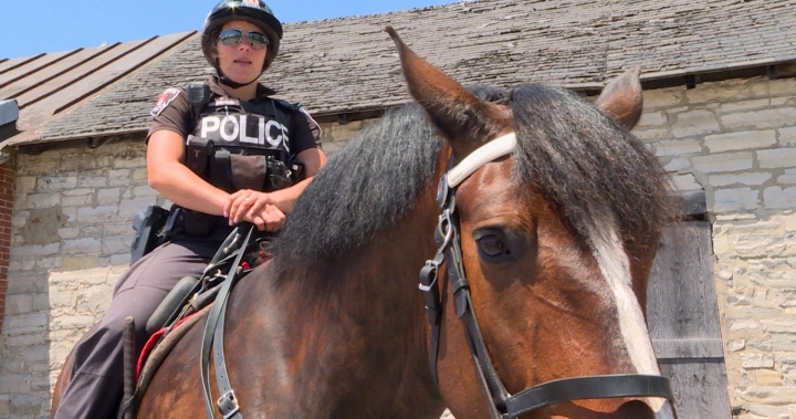 Kingston, Ont. police horse’s future uncertain due to lack of funding - Kingston