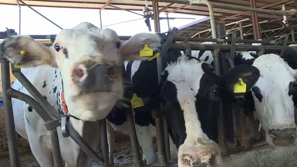 Meet the farm in Italy making car fuel from cow poo