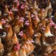 Avian flu puts pressure on producers, consumers - Winnipeg