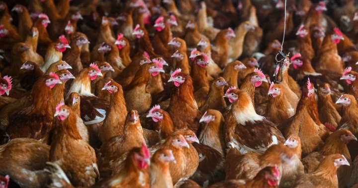 Avian flu puts pressure on producers, consumers - Winnipeg