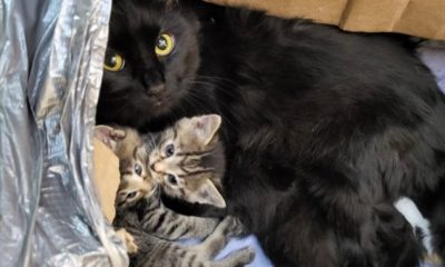 Cat, 10 kittens rescued from taped-up box thrown in B.C. dumpster