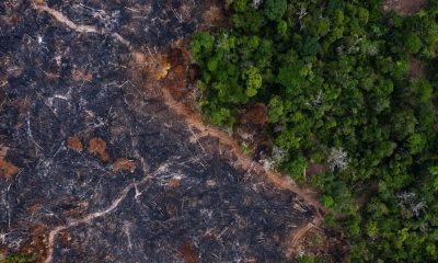 EU reaches deal to ban products linked to deforestation