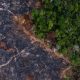 EU reaches deal to ban products linked to deforestation