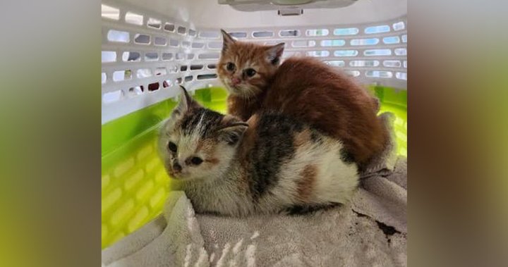 2 kittens rescued from conveyor belt at waste facility in B.C.’s Interior