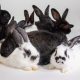 Kingston Animal Rescue sees more than 1,000% increase in rabbit surrenders - Kingston