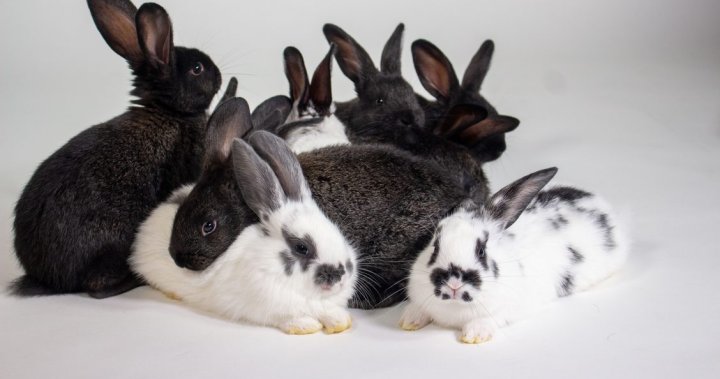 Kingston Animal Rescue sees more than 1,000% increase in rabbit surrenders - Kingston