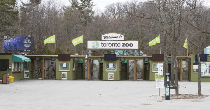 Toronto Zoo launches Valentine’s Day name-a-roach campaign - Toronto
