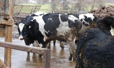 129 ‘neglected’ cattle seized from B.C. property where SPCA says dead cows were also found