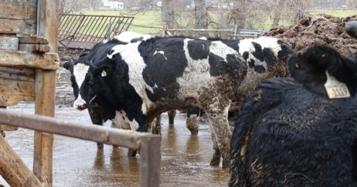 129 ‘neglected’ cattle seized from B.C. property where SPCA says dead cows were also found