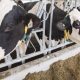 Milk prices in N.B. set to increase four cents per litre starting Feb. 1 - New Brunswick