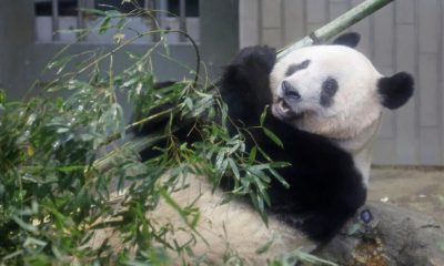 Japan says goodbye to beloved panda as it returns to China - National