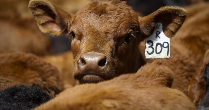 Rising beef costs loom, but the profits aren’t being felt by Sask. producers