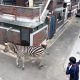 Lonely zebra escapes zoo, runs loose in the streets of Seoul - National