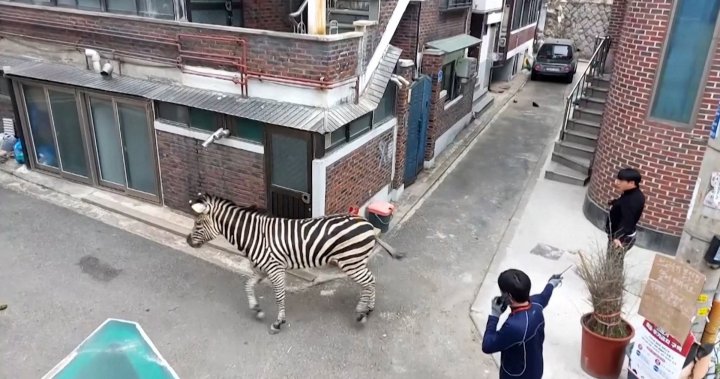 Lonely zebra escapes zoo, runs loose in the streets of Seoul - National