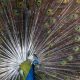 Toronto Zoo makes changes, suspends some tours to avoid bird flu - Toronto