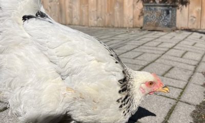 Woman finds hen wandering the streets of Toronto, hopes to find its owner - Toronto
