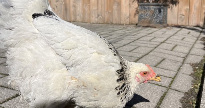 Woman finds hen wandering the streets of Toronto, hopes to find its owner - Toronto
