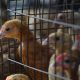 1st human death from H3N8 bird flu reported in China  - National