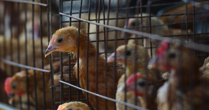 1st human death from H3N8 bird flu reported in China  - National