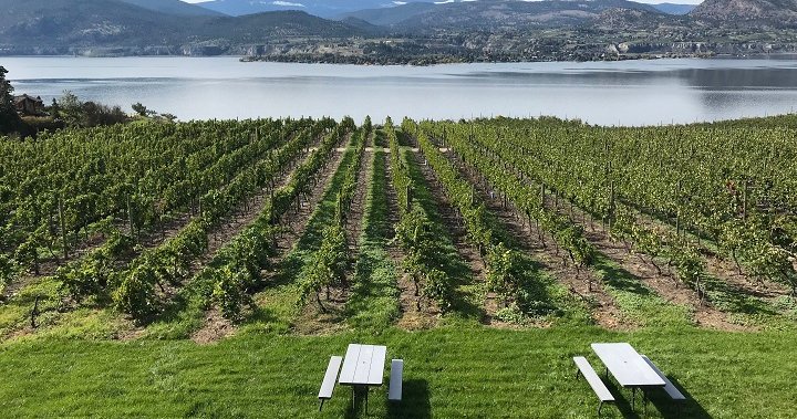 Cold weather could mean 50% fewer wine grapes in B.C.