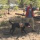 BC Search Dog Association seasonal training begins in Osoyoos, B.C.