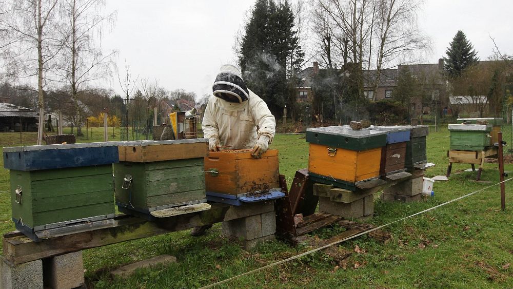 Brussels won't change pesticides law to protect bees despite citizen petition