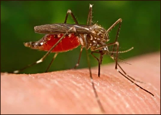 Sokoto harps on proactive engagement with donor agencies for effective malaria control