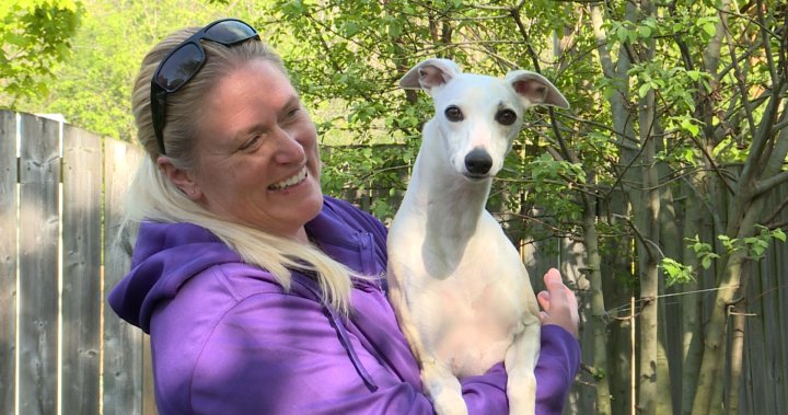 Kingston-based dog trainer reflects on making Westminster - Kingston