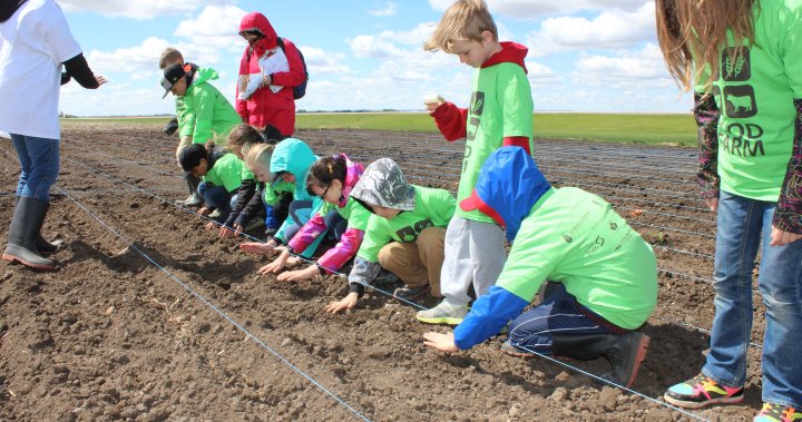 Students in Saskatchewan learn about agriculture in the classrooms