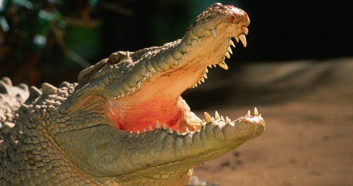Snorkeller pries crocodile jaws off his head, survives attack in Australia - National