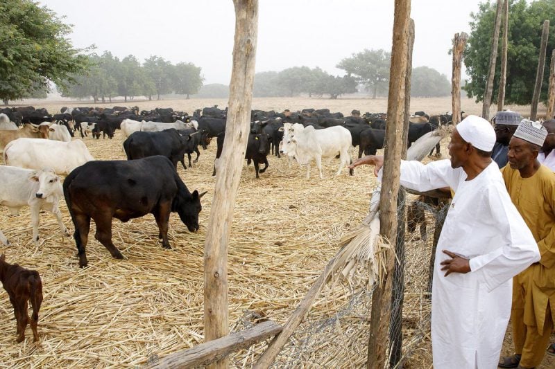 I can't wait to return to my favourite pastime of rearing cattle - Buhari