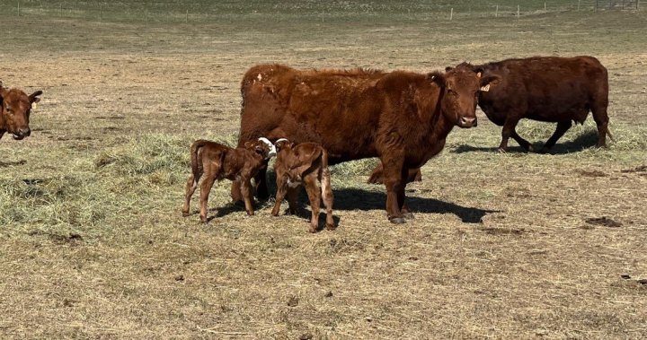 Seeing double: 22 sets of twins born between 2 southern Alberta ranches - Lethbridge