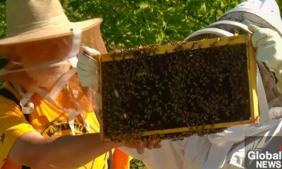 What’s the buzz? Ontario teen beekeeper to showcase skills at international event - Peterborough