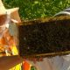 What’s the buzz? Ontario teen beekeeper to showcase skills at international event - Peterborough