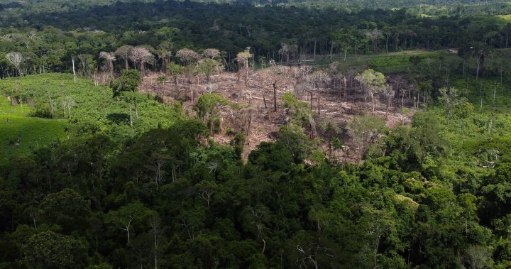 Here’s how Brazil plans to end Amazon deforestation by 2030 - National